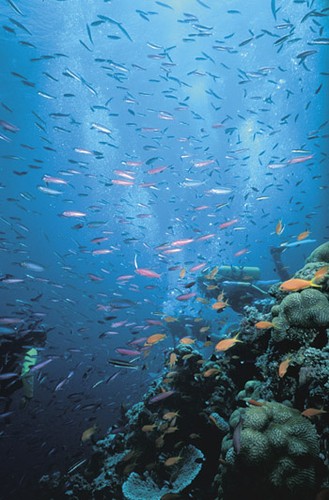 Please don’t anchor in the coral - for many reasons © SW